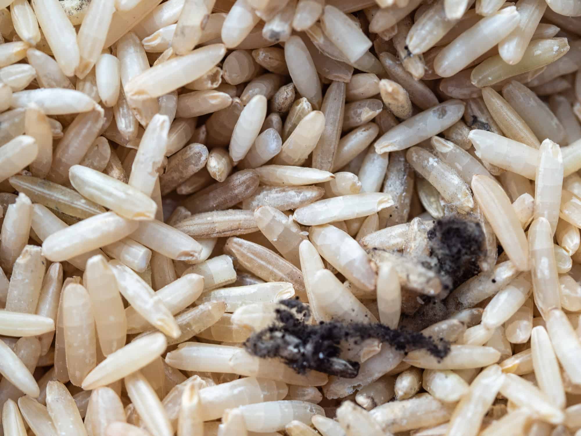 Can You Store Uncooked Rice In The Fridge How To Do It? Stretch Recipes