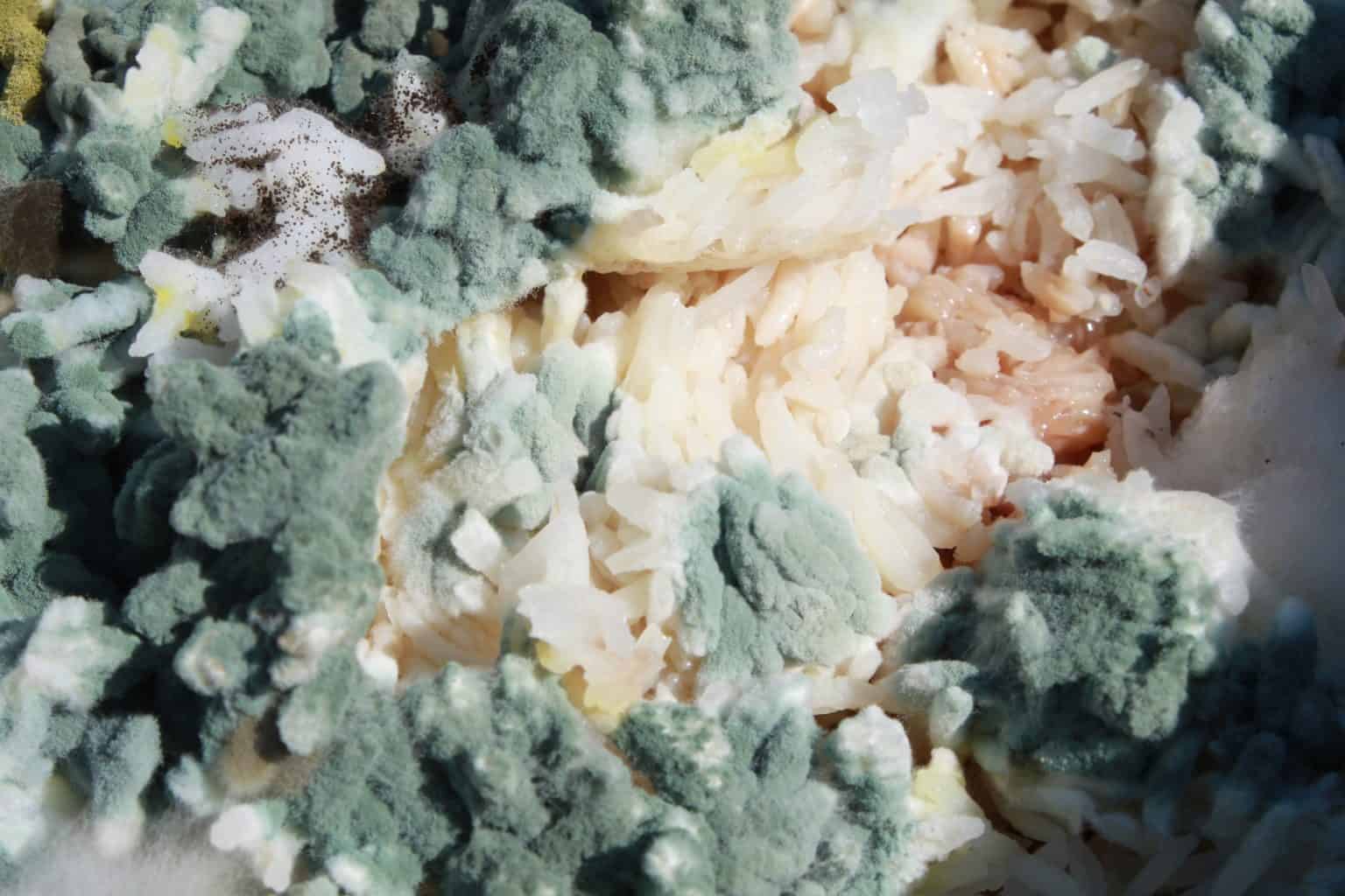 Do You Know How Long Can You Keep Rice In Your Rice Cooker? Stretch