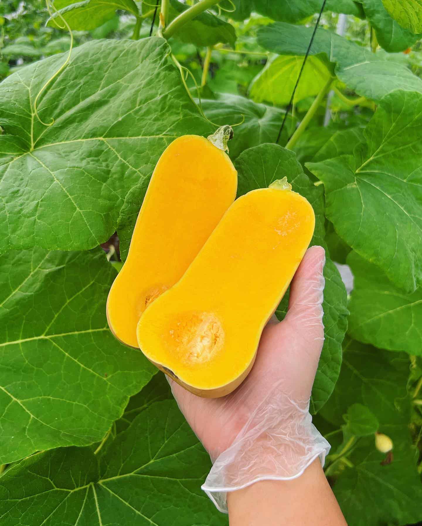 butternut-squash butternut squash