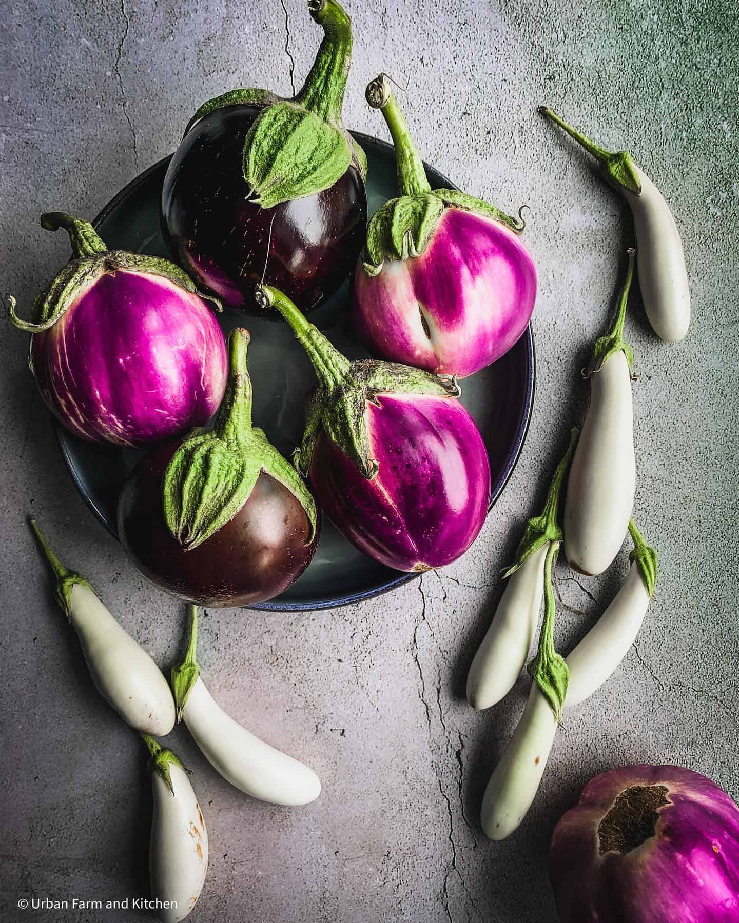 eggplant varieties
