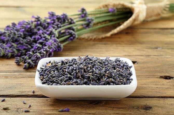 edible lavender